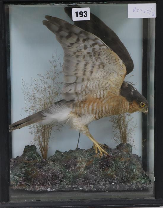 A cased taxidermy kestrel